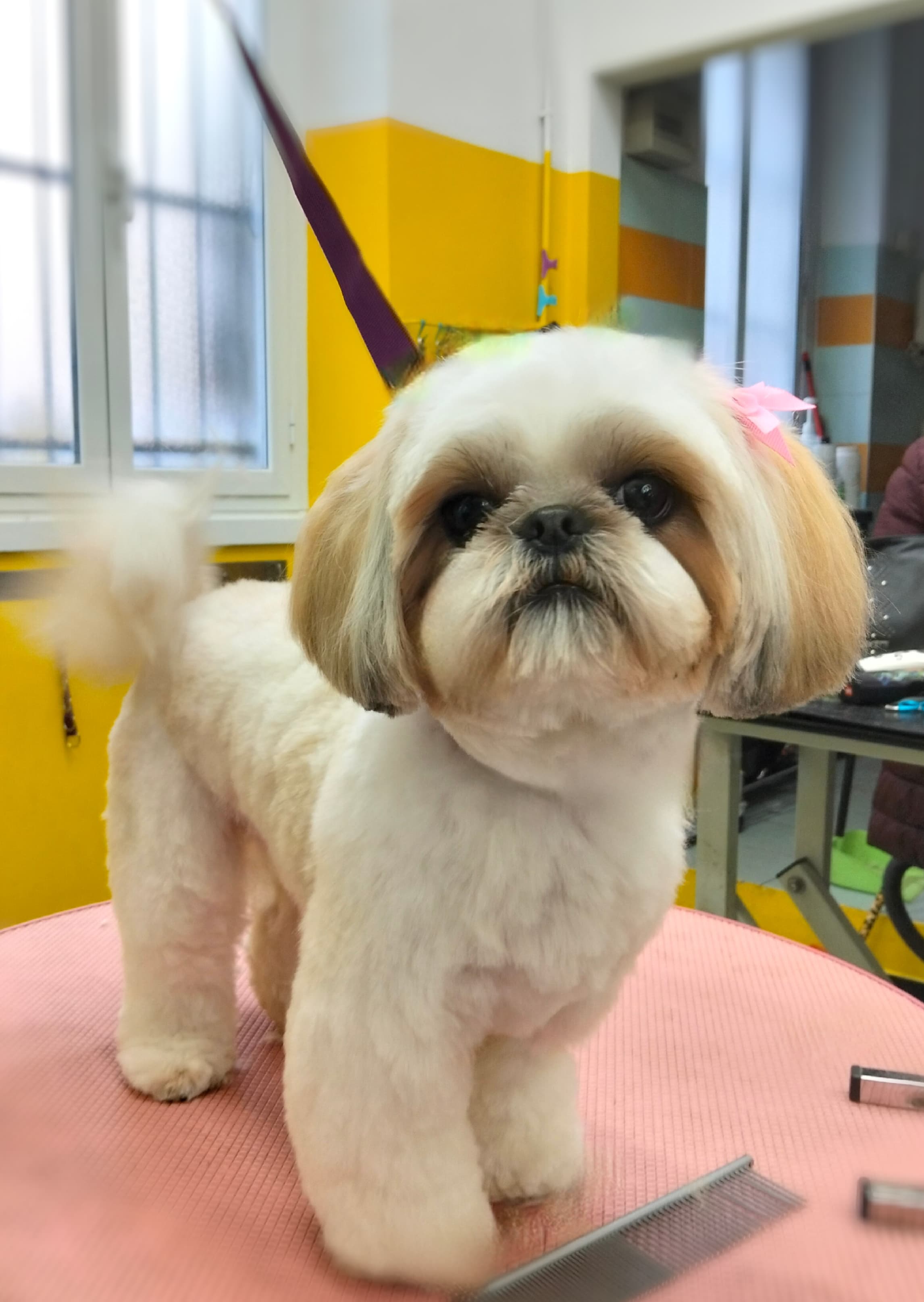 Cane dopo toelettatura
