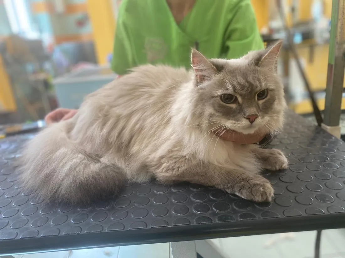 Toelettatura professionale per cani e gatti